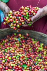 production café ethiopie